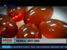 Ilmuwan Unair kembangkan obat herbal DBD