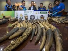 Thailand Gagalkan Penyelundupan 200 kg Gading Gajah