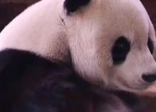 Taman Safari Indonesia Siapkan Istana bagi Panda Raksasa