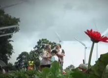 Indahnya Taman Bunga Celosia di Ungaran