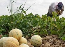 Melon Asal Australia Terinfeksi Bakteri