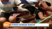 Komunitas Animal Lovers Bersatu Mandikan Ratusan Anjing Korban Banjir