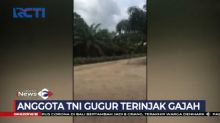 Bantu Warga Usir Kawanan Gajah Liar, Personel TNI Tewas Terinjak