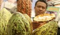 262 ribu bibit kakao untuk petani Aceh