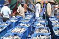 Jelang Imlek, harga ikan di Makassar naik