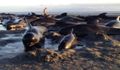 100 ikan paus terdampar di Selandia Baru