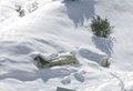 Longsor salju, 7 tentara India hilang