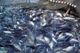 Produksi ikan tambak Indramayu naik 88%