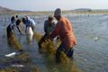 Petani mengeluh harga rumput laut anjlok