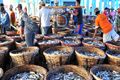 Pusat industri perikanan dialihkan ke Makassar