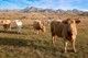 Australia minati investasi peternakan sapi