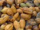 Kelangkaan pupuk, tanaman kakao rentan hama