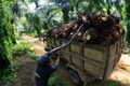 Cangkang kelapa sawit dimanfaatkan jadi biomassa