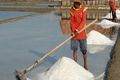 Petani lokal tolak kebijakan impor garam