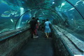 Sea World  bakal hadir di Kebun Binatang Surabaya