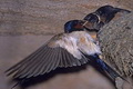 Protokol ekspor sarang burung walet ke China mendesak disepakati