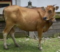 3.799 ekor sapi impor masuk ke pelabuhan Belawan
