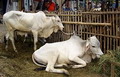 Treatment ternak sapi Indonesia tertinggal