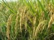 Pembatasan BBM sulitkan pengusaha pemotong padi