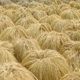 Jelang kenaikan BBM, petani timbun padi