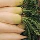 Bidik pasar ekspor, Bantaeng kembangkan sayuran Jepang