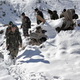 Salju longsor, 100 tentara hilang