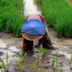 Hujan masih tinggi, petani mulai tanam padi