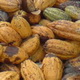 Produksi kakao Mamuju terus menurun
