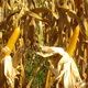 Target produksi jagung Sumut sulit tercapai