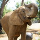 Gajah tewaskan pawang gajah di Selandia Baru
