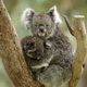 Populasi menurun, Koala terancam punah