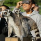 Lemur pun tertipu Gerhana Matahari Cincin