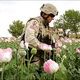 Presiden Afghanistan-UNODC cari solusi basmi opium