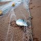 RI-Perancis kerja sama perangi illegal fishing