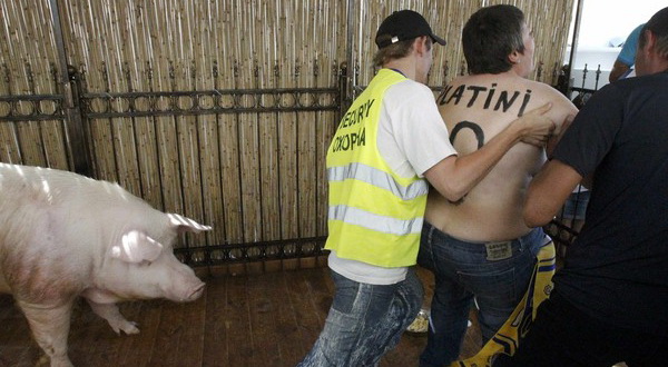 Perempuan telanjang berdemo di kandang babi peramal Piala Eropa 2012