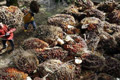 Tantangan besar hadang industri kelapa sawit
