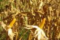 Puluhan hektar jagung terancam gagal panen