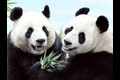 Panda raksasa Kai Kai & Jia Jia berimigrasi ke Singapura