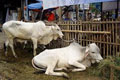 Tangerang terancam kekurangan stok sapi kurban