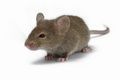 Ilmuan Inggris biakan tikus pendeteksi ranjau darat