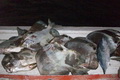 Nelayan Kulonprogo panen ikan bawal