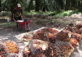 Industri kelapa sawit butuh penangkap gas metana