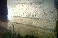 Jutaan serangga serang Kabupaten Polman