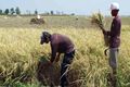 Produksi padi Jabar turun 2%