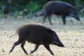 Penertiban ternak babi di Medan ricuh