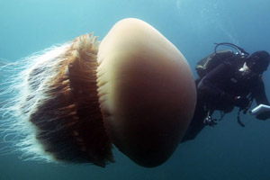 Ubur-ubur teror wisatawan di Purin