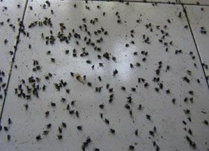 Blitar diserbu wabah lalat