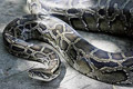 Kerap mangsa ternak, ular phyton ditangkap warga