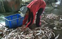 Cuaca buruk, harga ikan di Surabaya melonjak