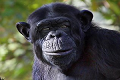 Simpanse di Spanyol kecanduan nonton film porno